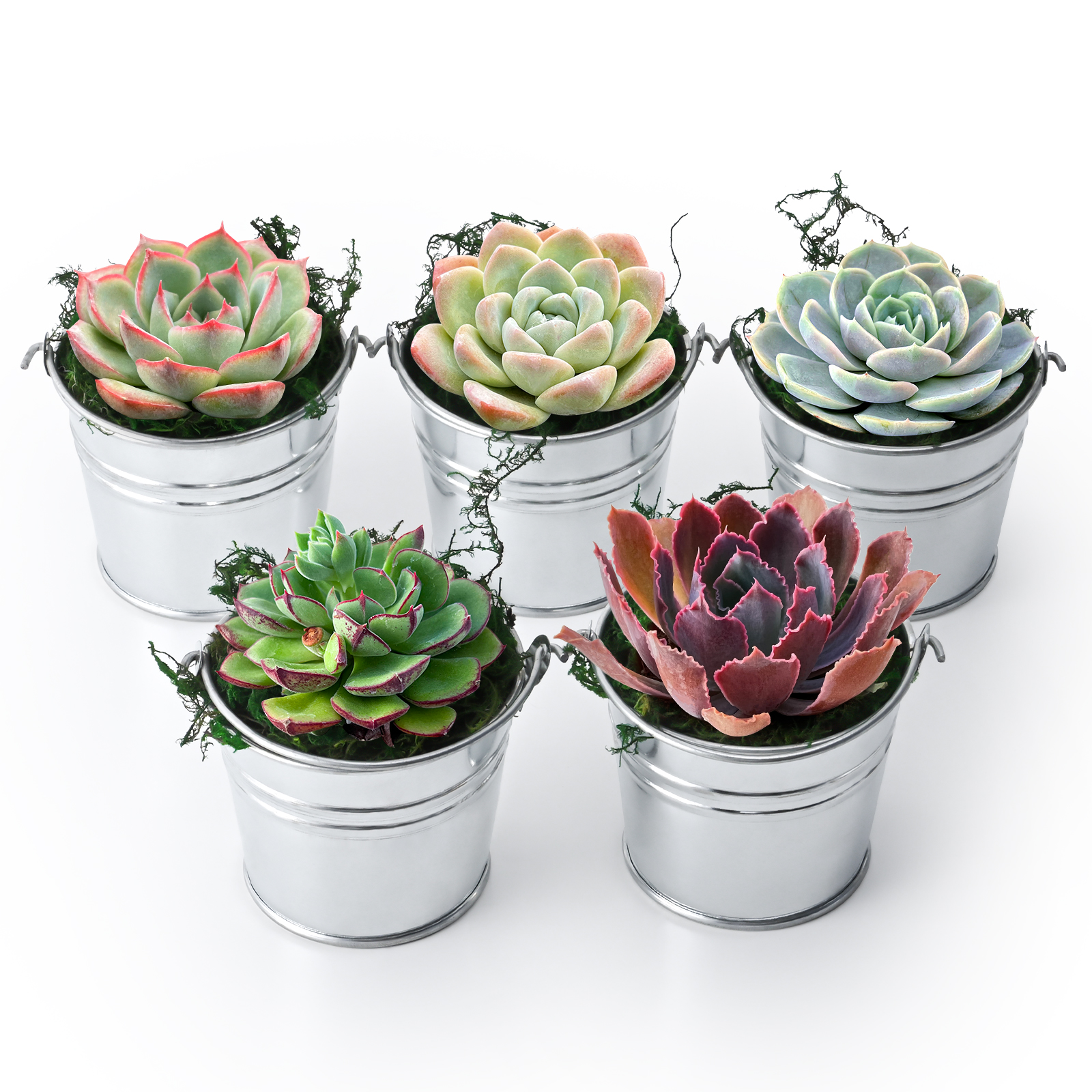 Mini Bright Iron Bucket with Succulents, 5 Mini Iron Buckets, 5 Packs