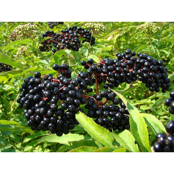 Ranch Elderberry Perennial Shrub - Sambucus - 3.25" Pot