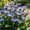 C, variant on Perennial Calla Lily For Planting-Premium Garden Stakes-Home Decoration-Bloom Year After Year-(Non-Artificial)