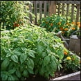 thumbnail image 5 of Sweet Basil Plant in 4 Inch Pot, Fragrant Basil Herb for Indoor Outdoor Planting, Fast Growing, Ready to Grow, 5 of 6