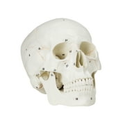 Vision Scientific Numbered Human Skull - 3 part