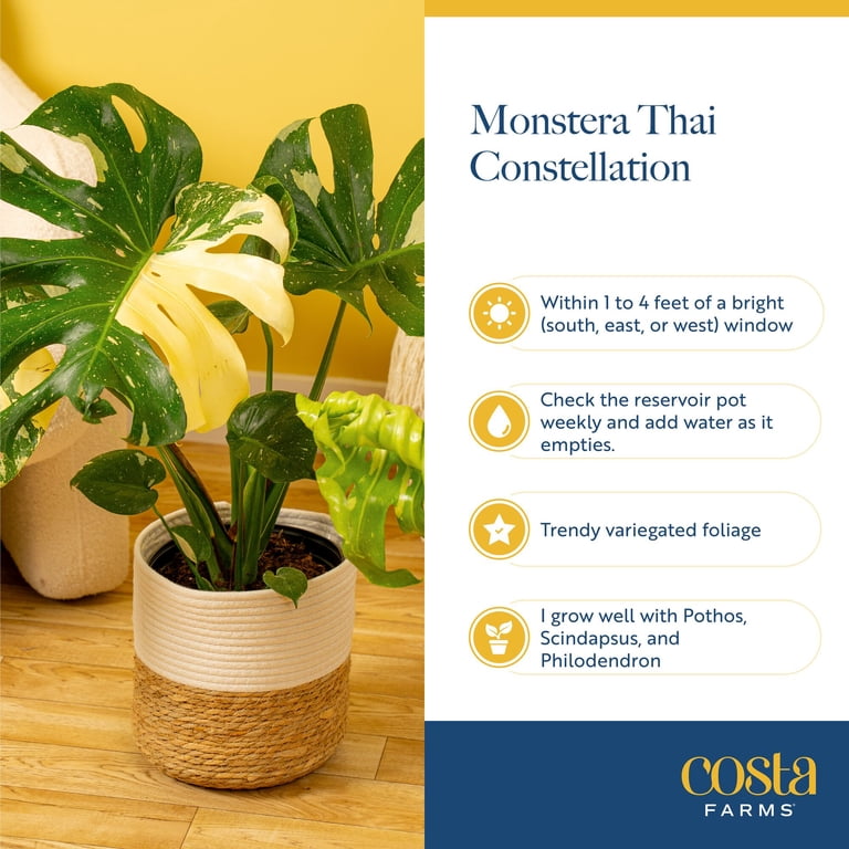 Costa Farms 36" Thai Constellation Monstera Live House Plants in 10" Dcor  Pot - Walmart.com