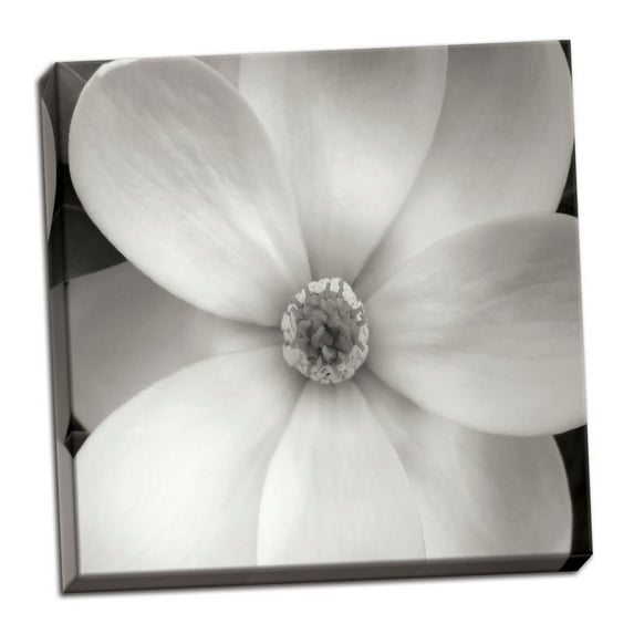 Gango Home Decor Magnolia IV by Jim Christensen (Ready to Hang); One 24x24in Hand-Stretched Canvas