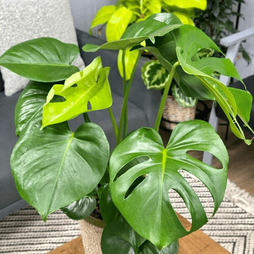 Monstera Deliciosa Live Plant, Live Monstera Plant, Monstera Live Plant, Live Monstera Plant Indoor, Philodendron Monstera Tree 4 to 6 Inch Tall