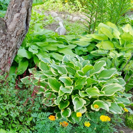 Mixed Heart-Shaped Hosta Plants - 3 Bare Roots -  Rich Green Foliage, Low Maintenance, Hardy Shade Tolerant Perennials