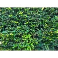 thumbnail image 5 of Green Plastic Trellis Garden Netting For Climbing Plants Professional Grade Bluefire Farm Supply (6.5'x1000'), 5 of 7