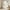 White Brown, variant on Frog Blackout Curtains 38"Wx45"LCurtains & Drapes Animal Curtains,Cute Flower Animal Window Curtains Botanical Flower Pattern 3D Window Treatments(30%-50% Black Out)