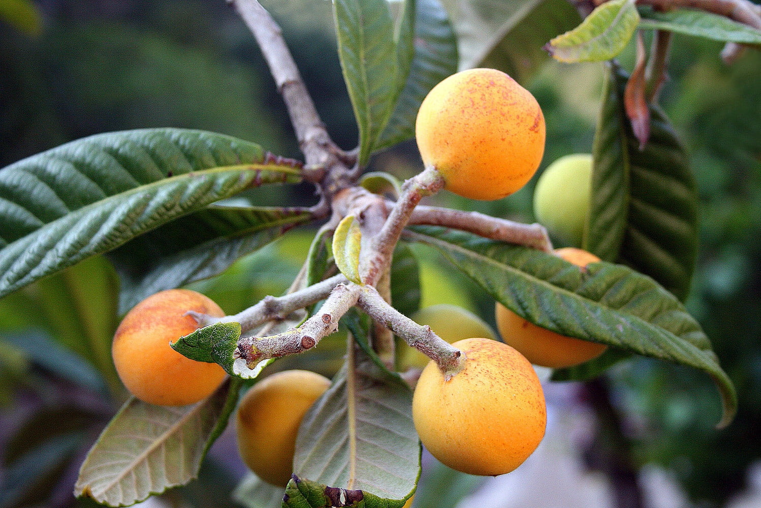 Loquat Tree Japanese Medlar Japanese Plum Eriobotrya 4" Pot