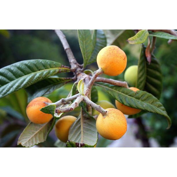 Does loquats fruit tree grow in tennis