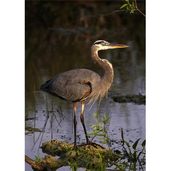 Great Blue Heron Poster Print by Natural Selection Ralph Curtin, 12 x 18