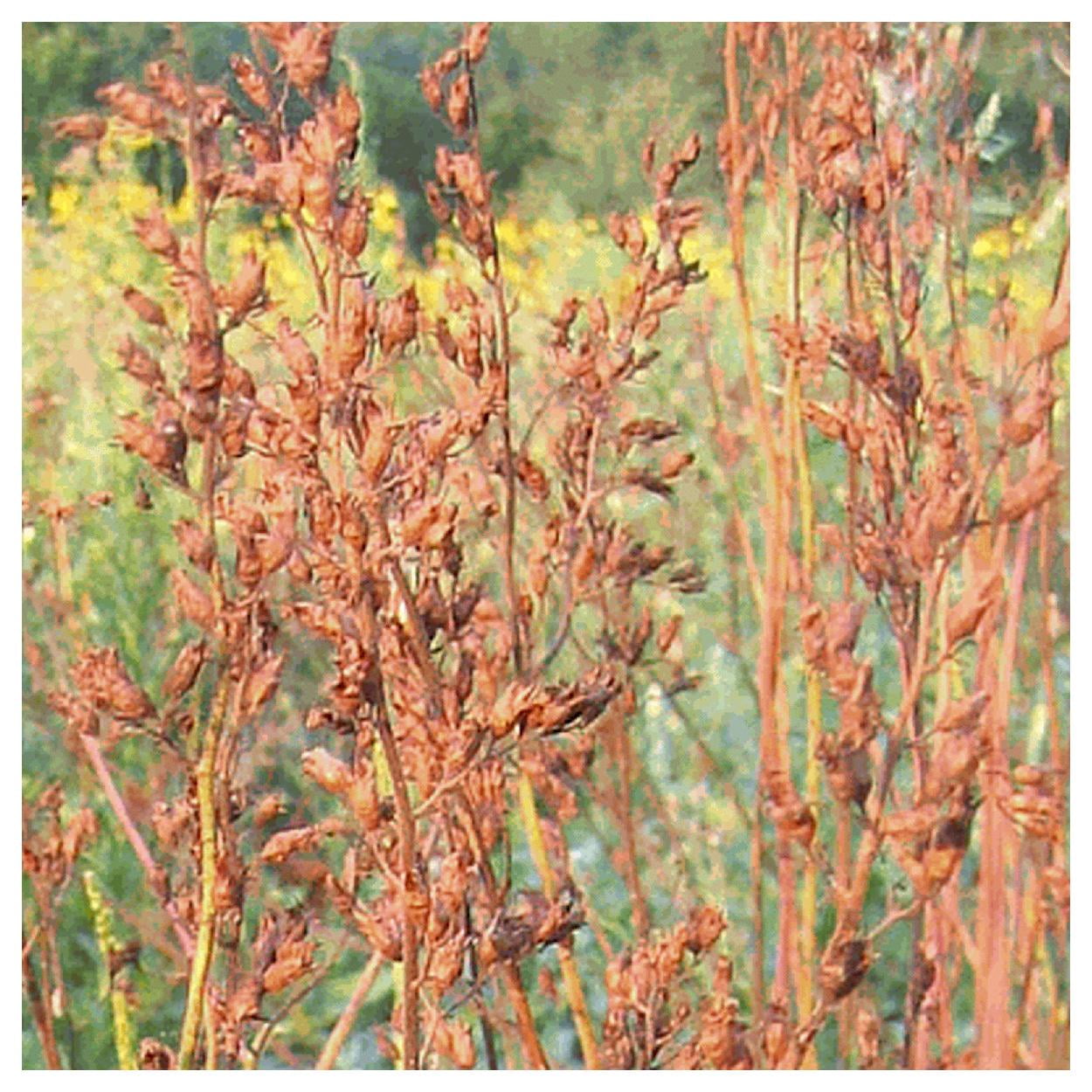 Everwilde Farms 1 oz Prairie Alumroot Native Wildflower Seeds Gold Vault Bulk Seed Packet