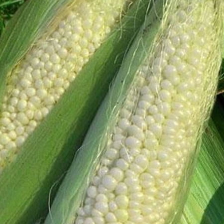 Country Gentleman Corn Seed - 1/2 OZ ~85 Seeds - Non-GMO Open Pollinated Heirloom Vegetable Gardening Seeds
