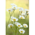 thumbnail image 2 of Stalus, Judy 13x18 Black Ornate Wood Framed with Double Matting Museum Art Print Titled - Daisies, 2 of 4