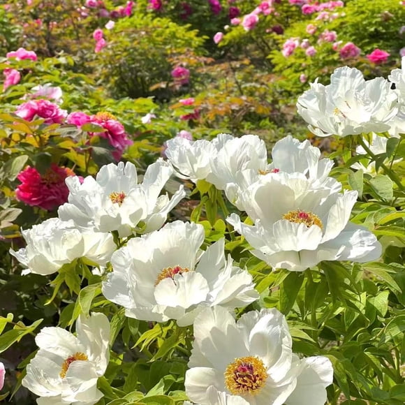GSDWIUEW Peony Seeds for Stunning Gardens – Grow Luxurious Large Blooms olors for Borders, Cut Flowers Cottage GardensLong-Lived Perennials Perfect for Bouquets Special Occasions (White,1000)