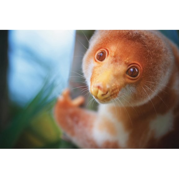 A cuscus (Papua New Guinea tree possum) Papua New Guinea Canvas Art - David Kirkland Design Pics (19 x 12)