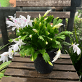 thumbnail image 2 of White Thanksgiving Cactus Live Plant, 2 Inches Pot, Zygocactus, Holiday Thanksgiving Christmas Cactus Plant for Home and Office Decoration, 2 of 4