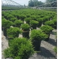 thumbnail image 5 of Compact Andorra Juniper, 5 of 6