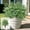 White, variant on HOARBOEG Artificial Lavender Flowers with Ground Stake UV Resistant Outdoor Fake Plants Faux Greenery Bush for Garden Patio Yard Porch Decor