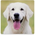 thumbnail image 3 of GZHJMY Square Drink Coasters 2 Pcs Portrait of Golden Retriever Dog Absorbent Ceramic Coffee Coasters for Drinks with Cork Base Housewarming Gift for Home Decor, 3 of 6
