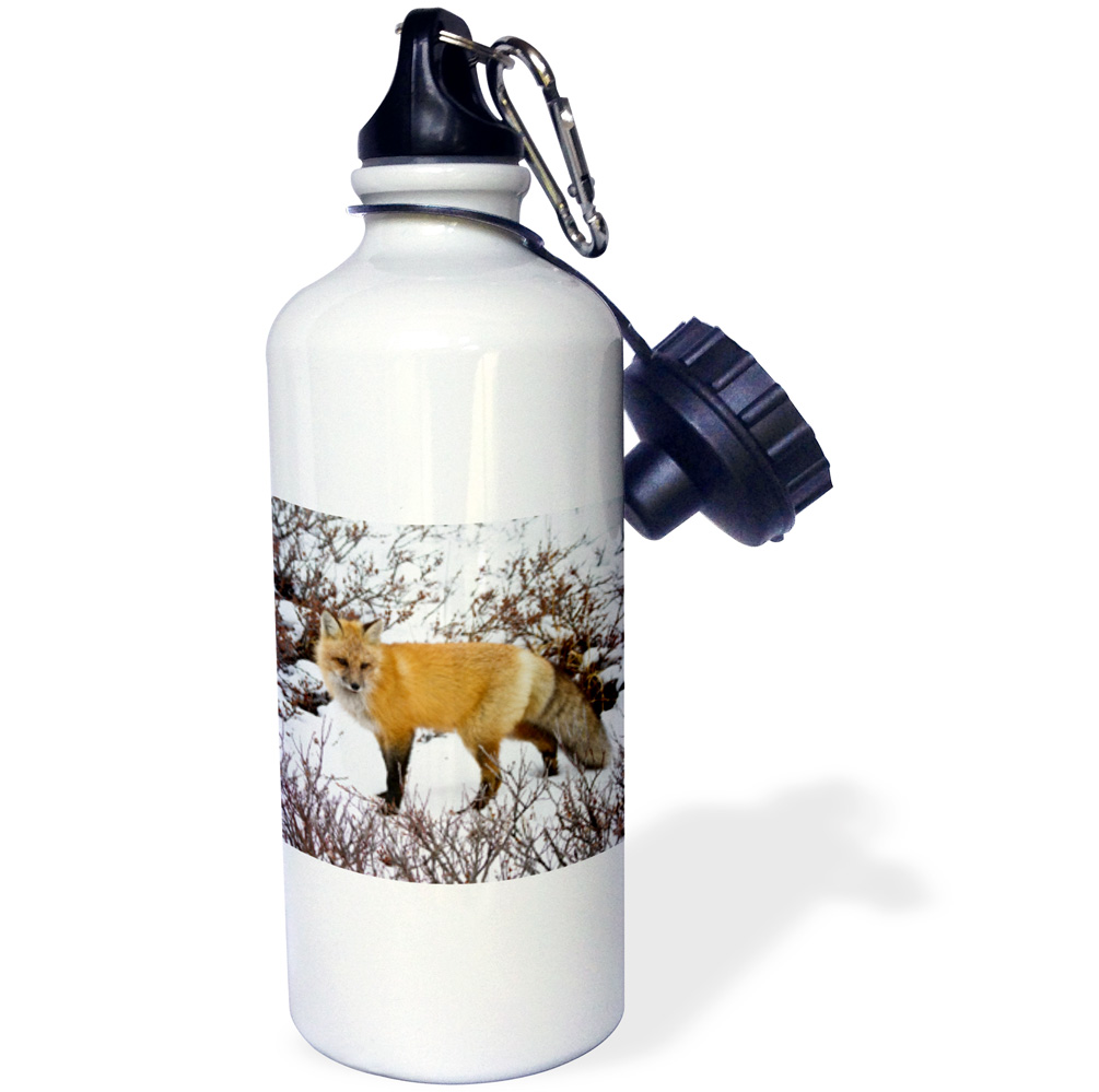 3dRose Red Fox in winter, Churchill Wildlife Area, Churchill, MB, Canada, Sports Water Bottle, 21oz by 3dRose
