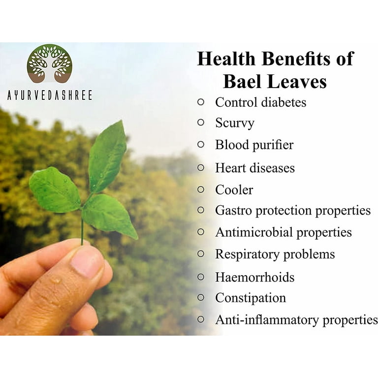Aegle marmelos leaves medicinal on sale uses
