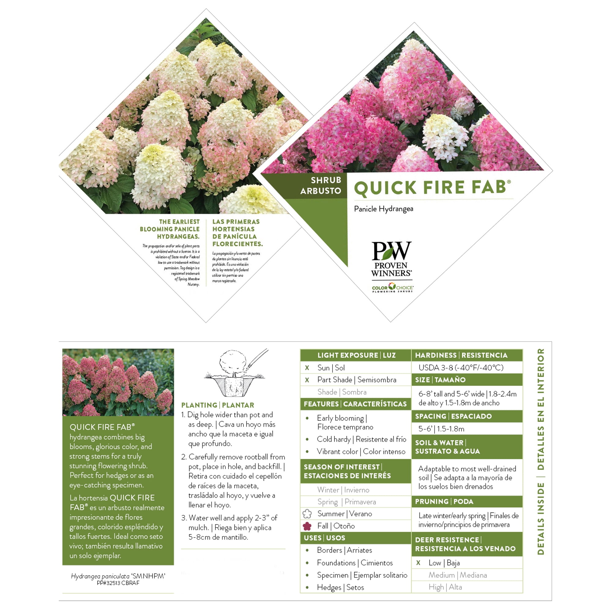 Proven Winners ColorChoice Quick Fire Fab Hydrangea (5 Gallon)