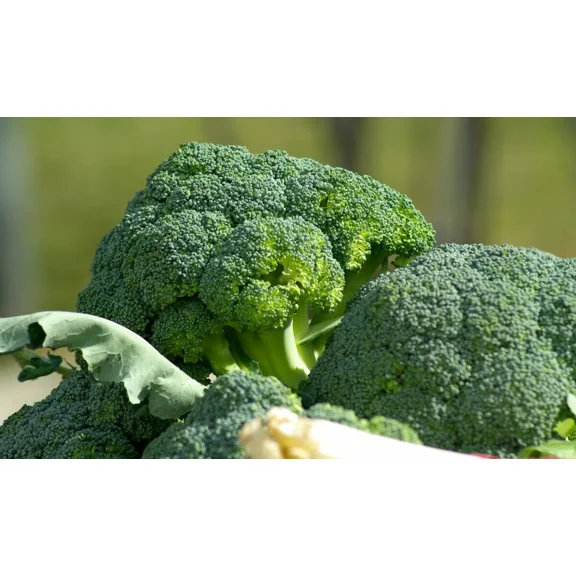 5000 Waltham 29 Broccoli Seeds - Non-GMO Heirloom Broccoli Seeds - Bulk Seeds