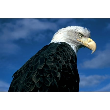 laminated poster nature eagle