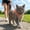 Orange, variant on Escape Proof Cat Harness & Leash Set Soft Mesh Reflective Vest Harness For Outdoor Walking And Travel