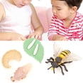 thumbnail image 4 of Phthalate-Free Children Educational Toy,  Model, Honeybee Model, For Childs Kids, 4 of 8