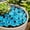 Blue, variant on Horivan Glow In Dark Seashell Star Shaped Pebbles, Luminous Resin Stones For Fish Tank Vase Garden Beach Decor