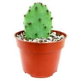 thumbnail image 2 of Opuntia Phaecantha Tulip Prickly Pear Cactus (2"+ Clay Pot) - Live Healthy Cactus for Home Office - Easy to Care Unique Shaped Cactus for Beginners, 2 of 4