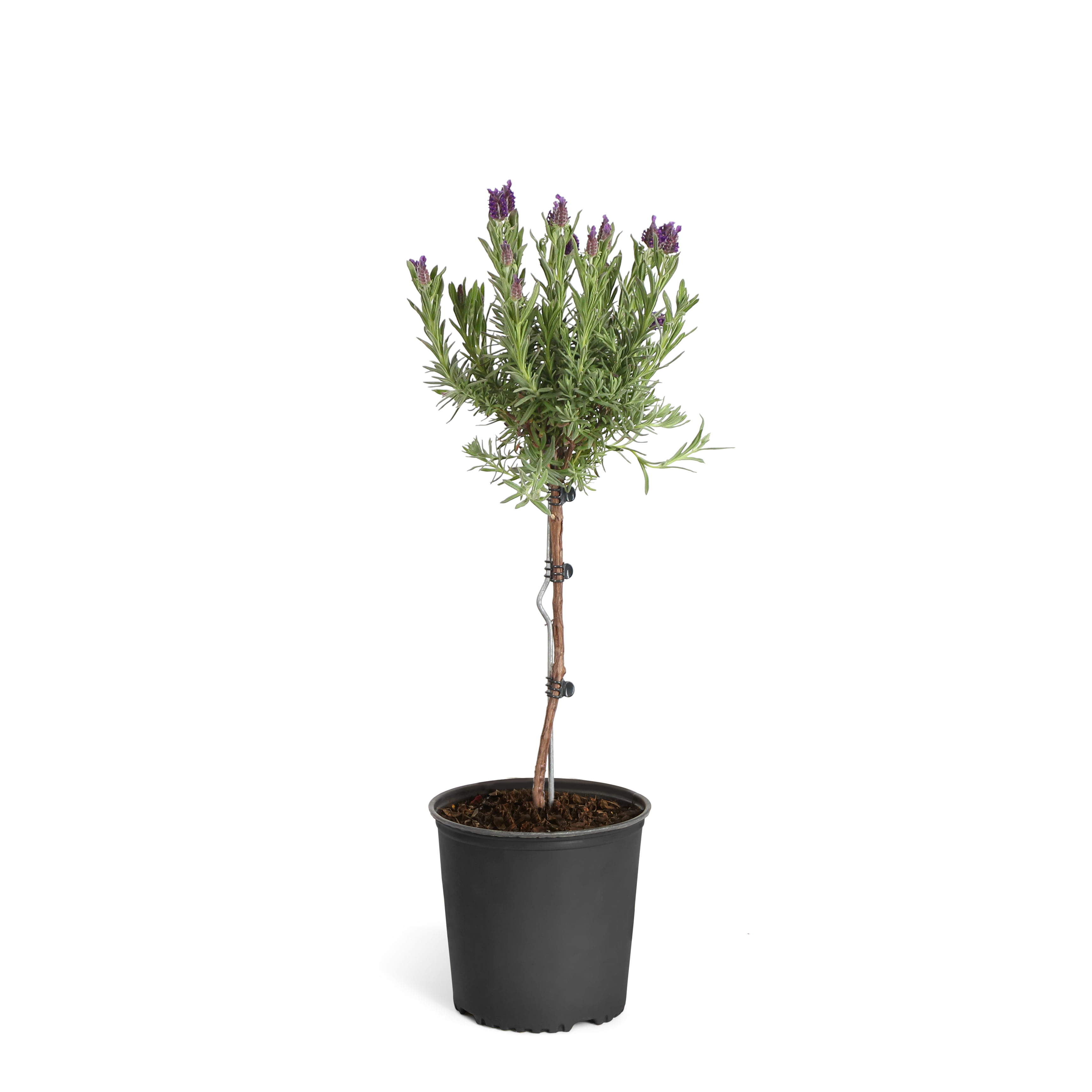 Lavender Standard Topiary Tree
