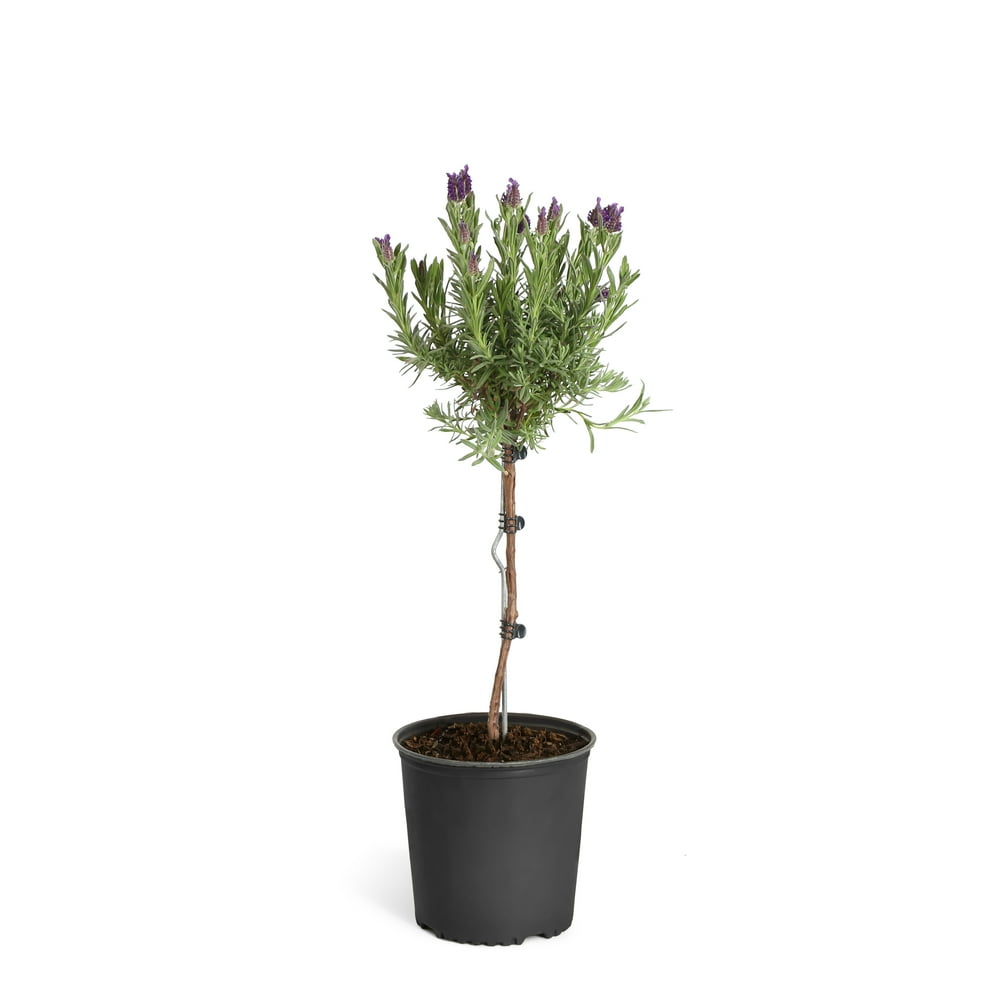 Lavender Standard Topiary Tree