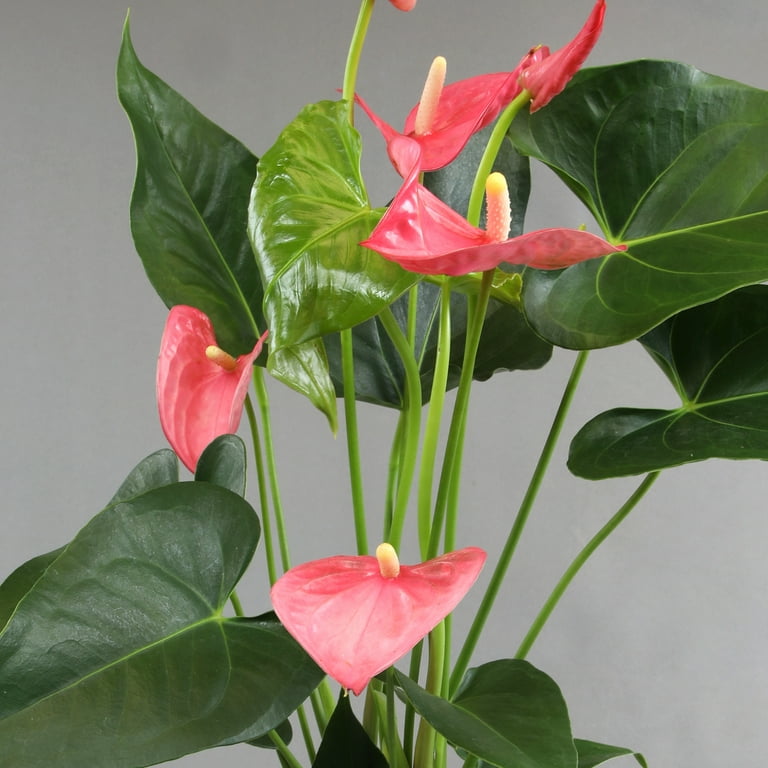 anthurium artificial Anthurium Artificial Stem  Tropical Faux Flower