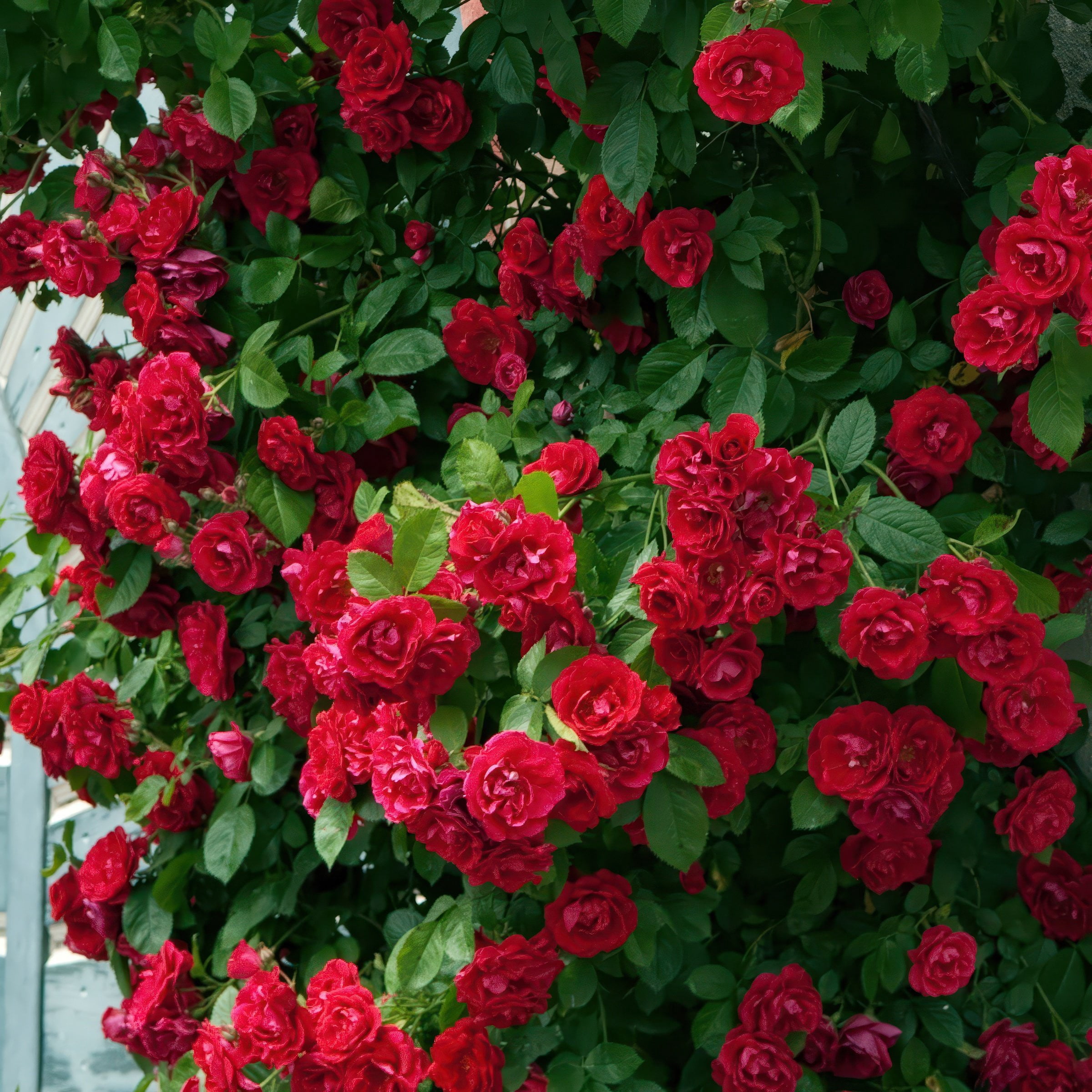 National Plant Network Bare Root Rose Climbing Blaze with Red Flowers (5-pack)