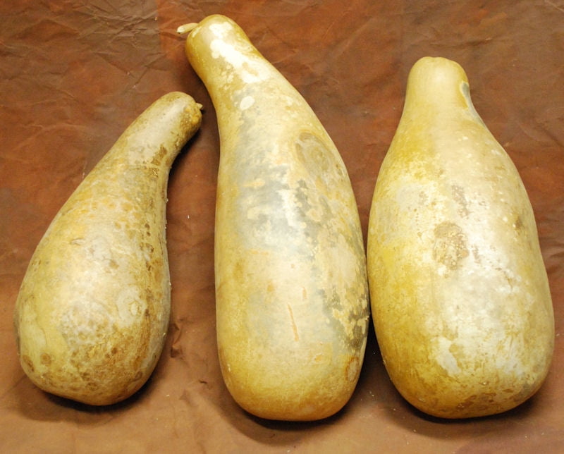 Dried Gourds Jumbo Size Natural 1525+in. tall 6+in. wide 1 Gourd per