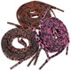 thumbnail image 2 of 3 Pairs Leopard Shoe Laces Flat Shoelaces Shoe Strings Sneakers Shoe Laces, 2 of 4