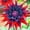 A, variant on Dahlia, Low Maintenance - Easy Grow - Ideal for Beds Borders, Plant Pots & Planters