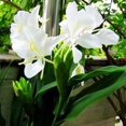 thumbnail image 5 of Canna,  Low Maintenance -Excellent Display, Easy Grow - Ideal for Beds Borders, Plant Pots & Planters., 5 of 5