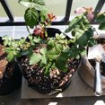 thumbnail image 2 of Juego de 5 bolsas de cultivo con asas, juego de bolsas de cultivo no tejidas, tela yeacher bolsa de cultivo, 2 of 6