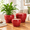 Bright Red-10+8+6 Inch, variant on Rainbow 10+8+6 Inch Ceramic Indoor Plant Pots with Drainage and Saucers