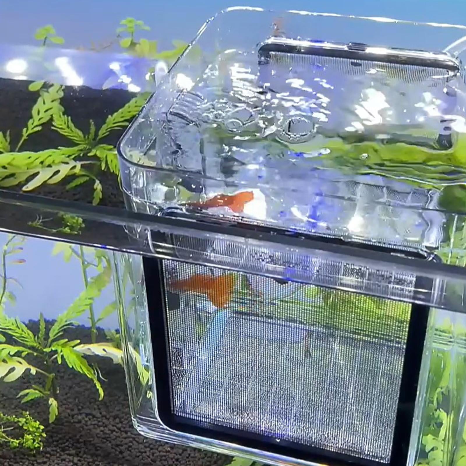 Buy Aquarium Fish Breeding Box Fish Tank Incubator Box Clear Hanging Fish Hatchery Online at