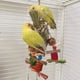 thumbnail image 1 of Juguete Para Morder De Loro, Juguete Para Masticar Pájaros Saludable, Alivio Colorido Del Aburrimiento Para Periquitos Y Cacatúas, 1 of 7