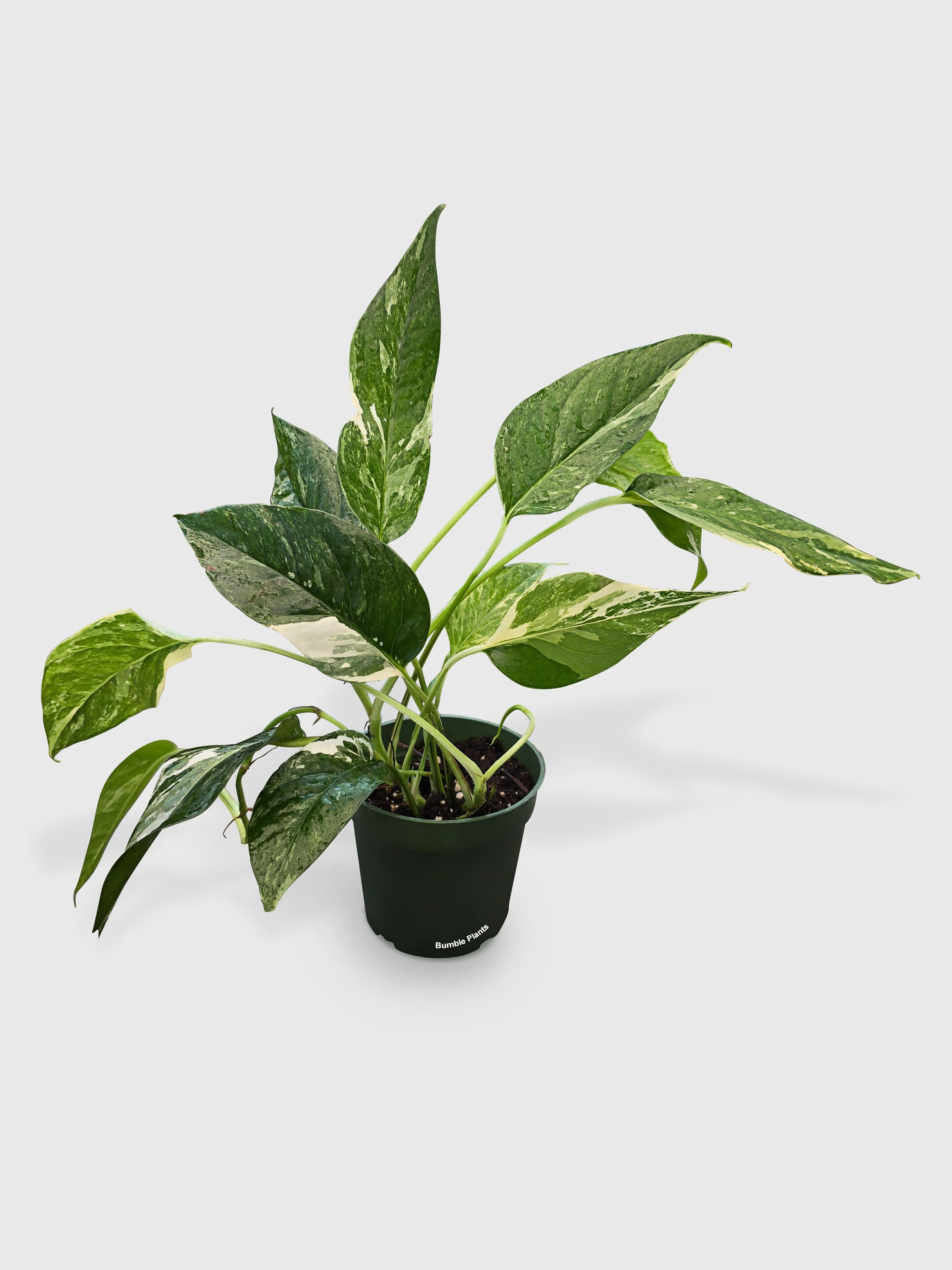 Epipremnum Pinnatum Albo Variegata Cebu Blue - Live Air-Purifying Indoor Plant in Nursery Pot – Easy Care, Low Maintenance Houseplant for Home & Office Decor, Natural Air Cleaner, Best for Beginners