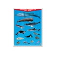 thumbnail image 1 of Póster Grandes Animales Del Mar Educatodo B-0860-I, 1 of 2