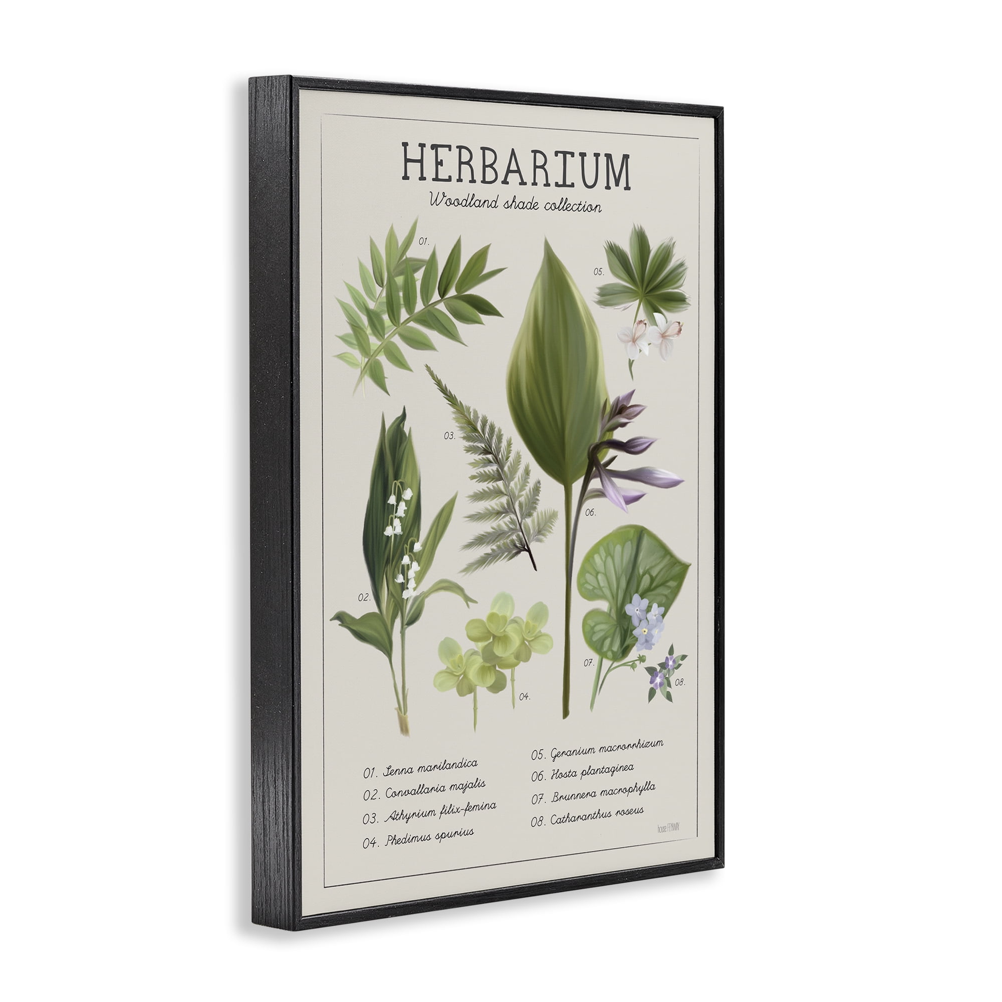 Stupell Industries Herbarium Woodland Shade Collection Black Framed Giclee Art, design by House Fenway