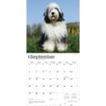 thumbnail image 4 of Old English Sheepdogs | 2026 12x24" (Hanging) Square Wall Calendar | BrownTrout, 4 of 9