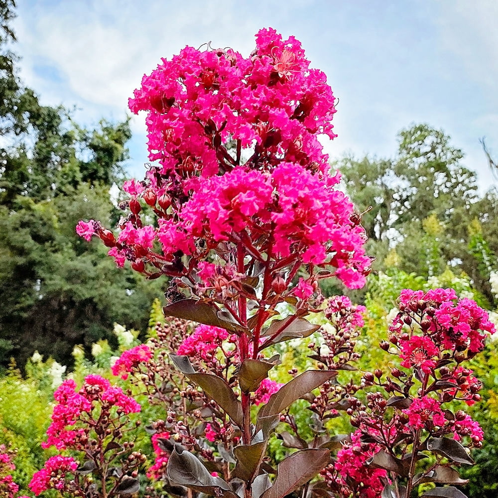 Expert Gardener 3-4 ft tall Mystic Magenta Crape Myrtle Live Tree in 7-Gallon Grower Pot