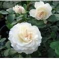 White Roses Repeat White Meidiland Shrub Rose - Repeat Bloomer/Very Hardy - 4